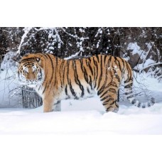 Алмазная мозаика 40x50cm "Тигр в зимнем лесу"